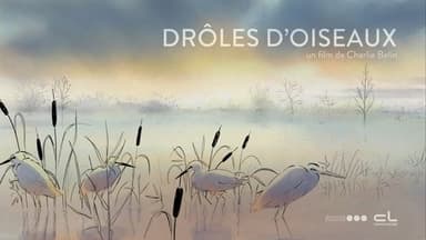 Drôles d'oiseaux