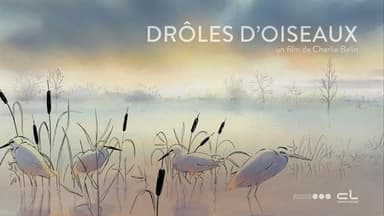 Drôles d'oiseaux