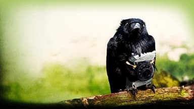 We Are Four Lions