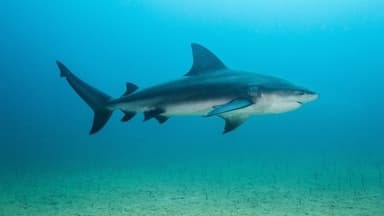 Backyard Bull Sharks