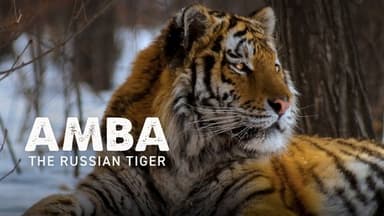 Amba: The Russian Tiger