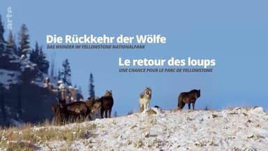 Le Retour des loups, une chance pour le parc de Yellowstone