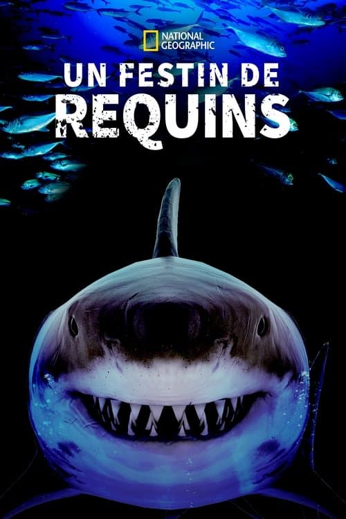 Un Festin de Requins