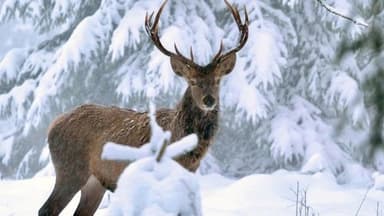 Un hiver dans les Alpes