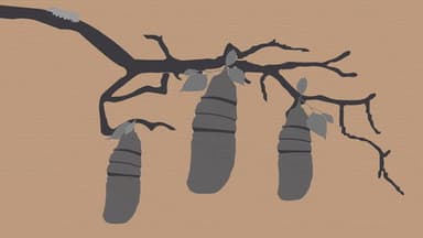 Reel #1: Surfing with Butterflies