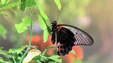 Bugs ! : A Rainforest Adventure