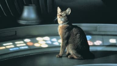 Le Chat qui vient de l'espace